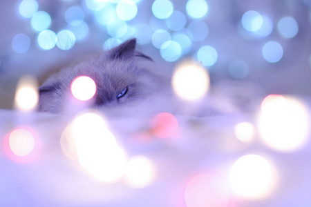 圣诞节, 新年节日日历猫, 舒适的蓝色和白色的图片