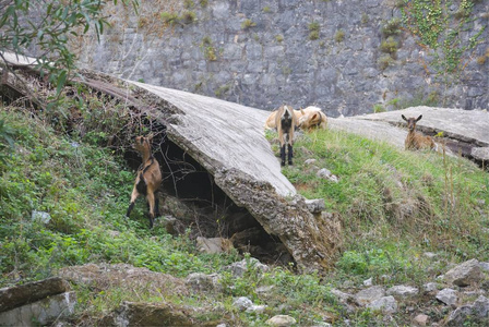 几只小山羊正在黑山新赫西格奥匈帝国堡垒废墟中放牧。