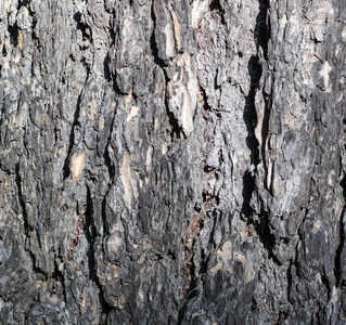 松树树干的灰色树皮纹理。特写，纹理，背景。
