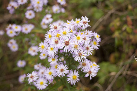 束鲜花