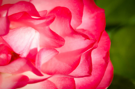 自然文摘迷失在柔柔柔柔的玫瑰花丛中