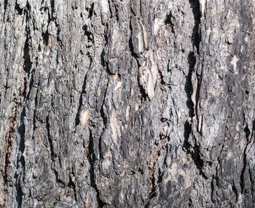 松树树干的灰色树皮纹理。特写，纹理，背景。
