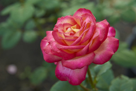 神奇的野玫瑰图片