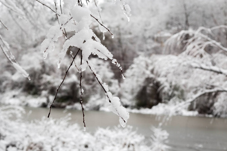 冬林新雪落图片