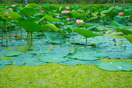 最大的湖泊完全饰莲花莲花湖