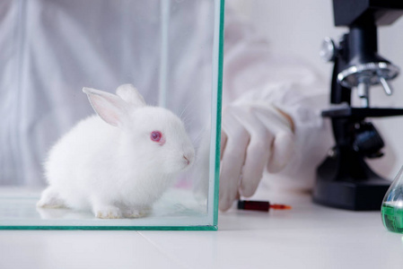 在科学实验中只白色的兔子