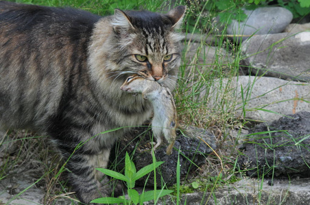 猎猫者抓住了战利品花栗鼠