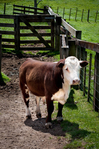 公牛福特站在院子里的农场