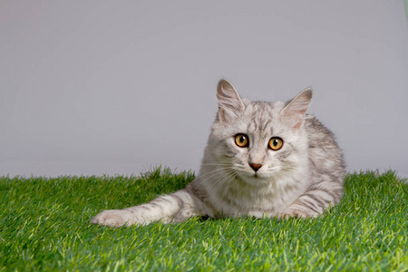 灰色背景下的幼斑猫