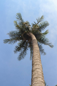 漂亮的热带背景，与椰子棕榈树视图。泰国