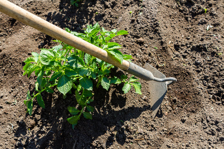 年轻的马铃薯植物土壤上种植。马铃薯布什在花园里。健康年轻马铃薯植株中有机花园
