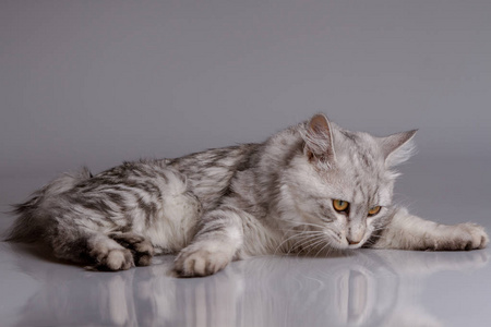 灰色背景下的幼斑猫图片