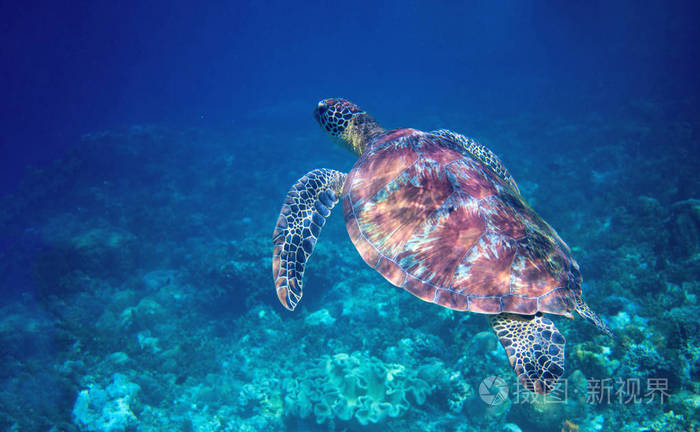 热带珊瑚野生动物. 乌龟海底. 热带海滨生态系统. 蓝色水中的大海 ..