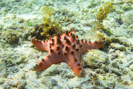 在浅水水域珊瑚海底的红海星. 在海水中的白沙上枕头海星. 浅水海水.