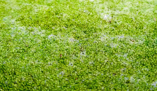 狼尾草或淡水藻类水粉沼泽藻类是泰国当地的食物.照片