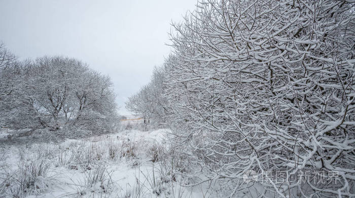 冬天雪覆盖着树