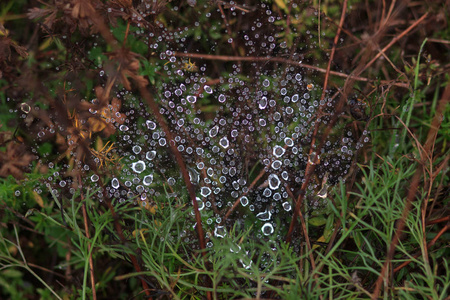 蜘蛛网在花园里雨滴