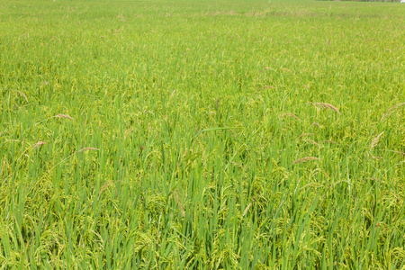 美丽的绿色稻田在泰国阿尤塔亚