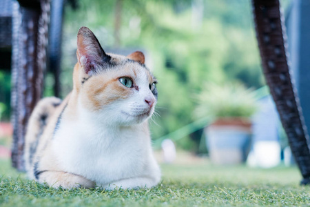 关闭泰国猫坐在绿草