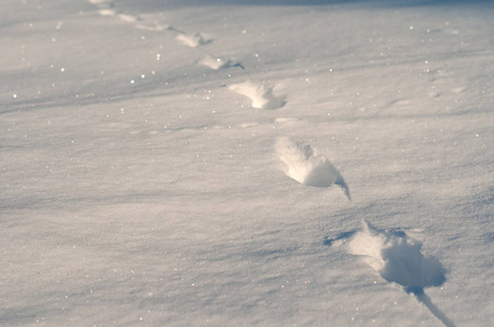 马的脚印在寒冷的早晨, 在新鲜的雪地上的脚印特写镜头.阿尼马照片