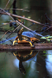 佛罗里达州 redbelly 龟 Pseudemys 纳尔逊栖息在一个柏树 lo