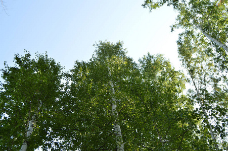 在森林里阳光明媚的夏天, 桦树, 底景