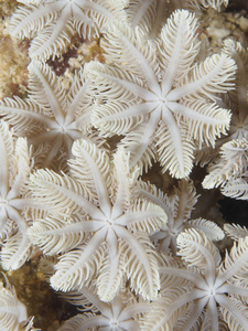 菲律宾博霍尔海珊瑚纹理图片