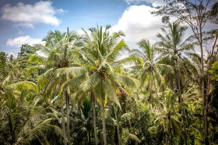 绿色的热带景观与蓝天。印度尼西亚巴厘岛