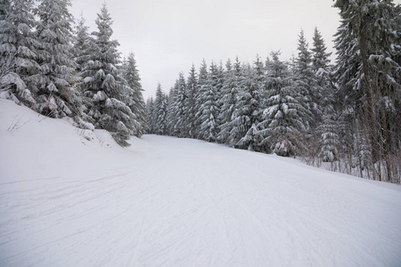 冬季景观与高云杉和在山中的雪