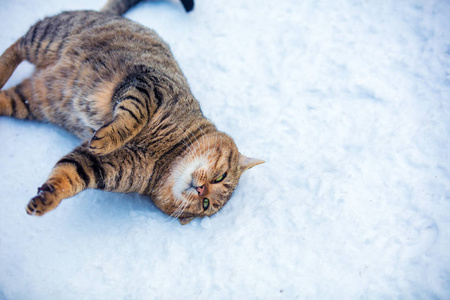 猫躺在雪地户外。 猫享受雪。