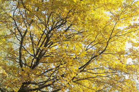 在秋天树上的五彩树叶的底部视图