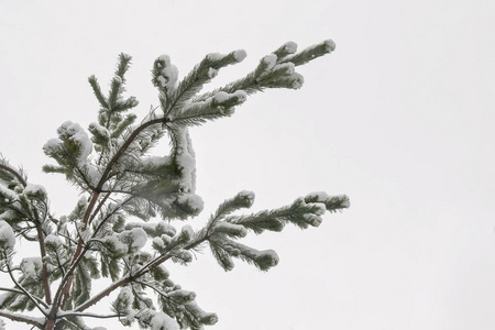 白色背景的彩色插图雪松锥体与分支雪松分支与锥框架与雪松锥体在地板
