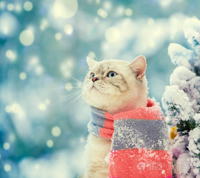 一只戴着围巾的猫的肖像,在白雪皑皑的冬天,在杉树附近