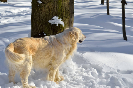 冬天，黄色的狗在树林里散步