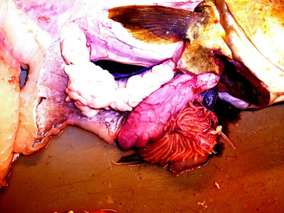 捕到的新鲜贻贝手切新鲜的鳕鱼, 取出和检查肝脏.