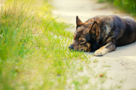 夏天睡在土路上的狗