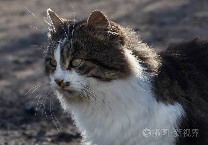 在户外国内橙色的猫。查找