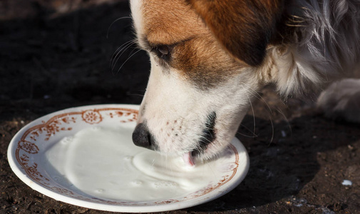 狗从碗里喝牛奶