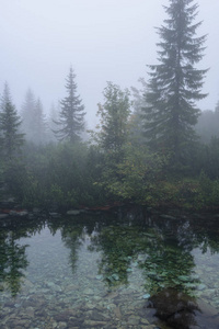 晨雾湖水中的树木倒影