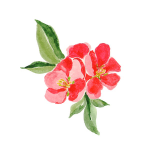日本的风格。红木瓜花盛开孤立与描述的白色背景上的植物水彩插图