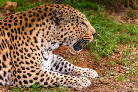 美洲豹靠近纳米比亚野生动物保护区纳米比亚非洲