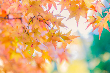 观赏多彩秋叶摩尼或日本枫树