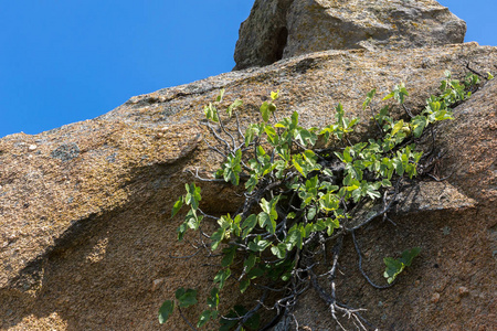绿色植物突破了山顶上的一块石头