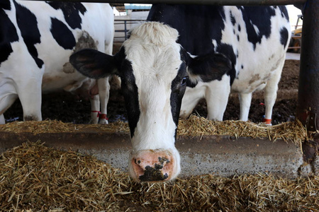 在谷仓里的奶牛准备挤奶