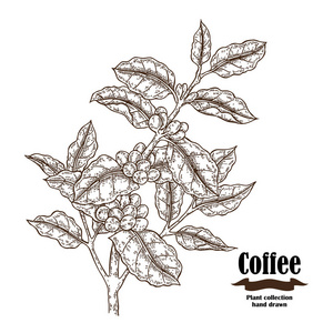 手绘咖啡枝, 浆果和叶子在白色背景上分离