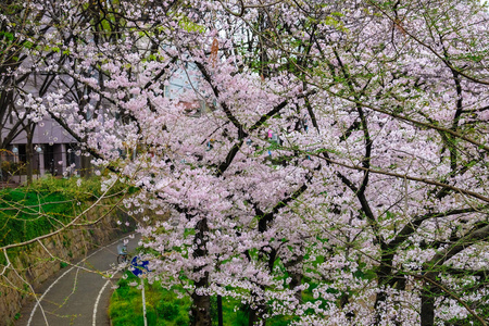 樱花自行车道春天街景图片