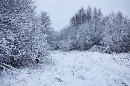 冬季森林盖雪