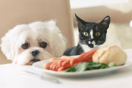 逗人喜爱的狗和猫要求食物