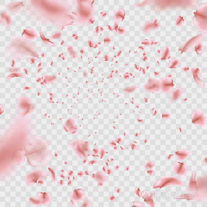 粉红色樱花花瓣的效果在透明背景下被隔离.eps 10 矢量