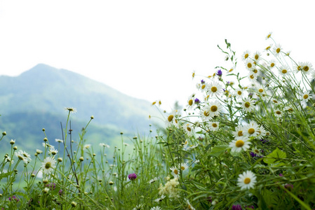 chamomiles 在山的背景